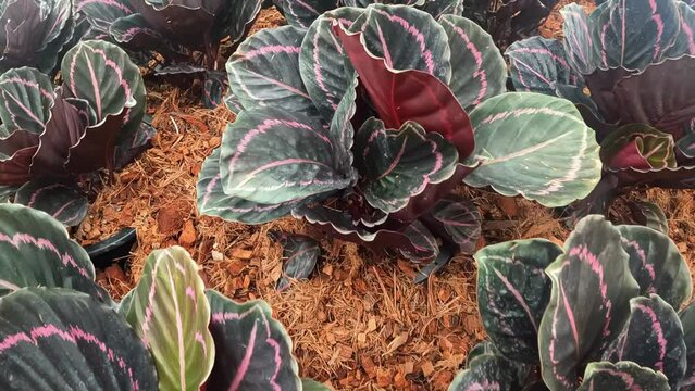 Slow motion Calathea roseopicta (Linden) Regel medallion garden nature green