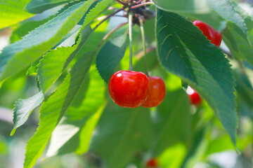 さくらんぼ(佐藤錦)