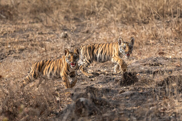 Fototapeta premium two small tiny wild tiger or panthera tigris cubs with angry face expression and showing aggression to travellers tourist to stay away in safari bandhavgarh national park forest madhya pradesh india