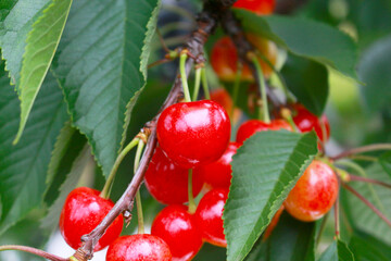 さくらんぼ(佐藤錦)