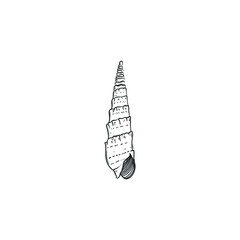 Ocean and Sea, Botanica illustration. Black ink, line, doodle style. 