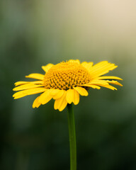 yellow dandelion flower