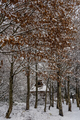 冬の世界遺産　白川村　豪雪 © naomi sugitani