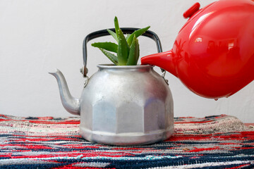 Small aloe plant growing in aluminum kettle watered by red teapot