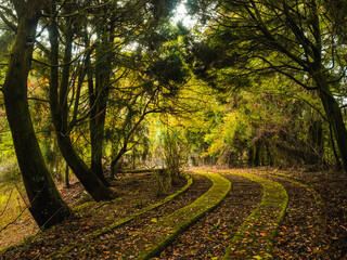 A beautiful trail surrounded by green trees on both sides.