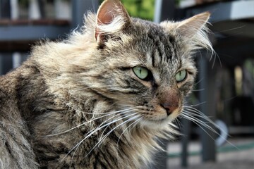 close up portrait of a cat