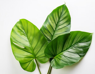 Green leaves of a philodendron plant. Nature leaves, green tropical forest, backgound concept