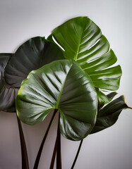 Green leaves of a philodendron plant. Nature leaves, green tropical forest, backgound concept