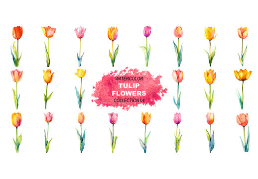 Vector watercolor painted style - tulip flowers clipart isolated on white background. Created using Generative AI.