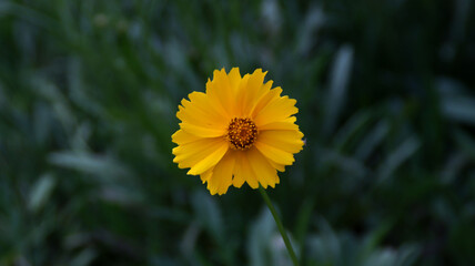 Vibrant Yellow Coreopsis Flower Bloom with Dark Green Blurred Background in a Sunny Outdoor Meadow