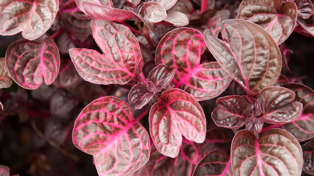 Vibrant Purple Iresine Herbstii Leaves with Intricate Pink Veins in a Lush Garden Setting, Capturing Detailed Texture and Color Contrast Against a Natural Green Background.