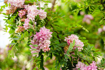 Robinia pseudoacacia ornamental tree in bloom, spring flowering of pink acacia, green leaves. Nature background
