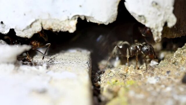 Black Garden Ants (Lasius niger) guarding the entrance to their nest in a gap in a wall. June, Kent, UK. [Slow motion x5]