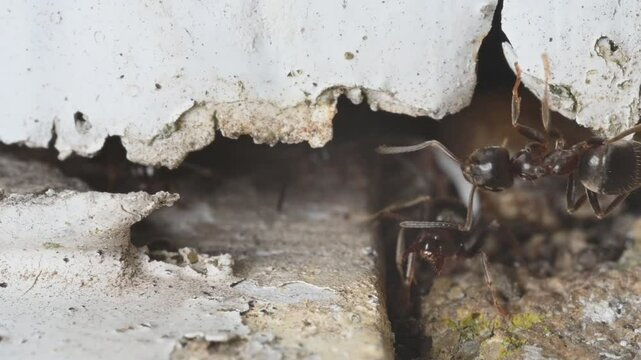 Black Garden Ants (Lasius niger) crawling in and out of a gap in a wall. June, Kent, UK. [Slow motion x5]