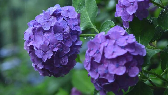 日本の初夏、雨の日の紫陽花