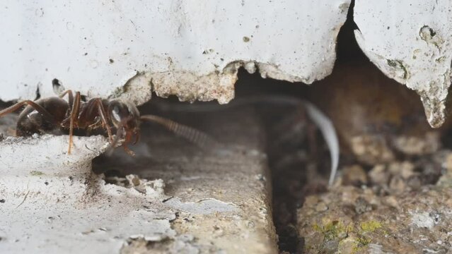 Black Garden Ants (Lasius niger) crawling in and out of a gap in a wall. June, Kent, UK. [Slow motion x5]