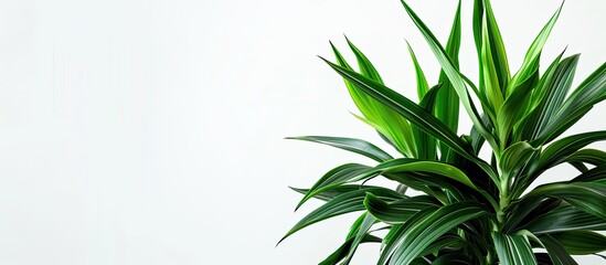 Dracaena trifasciata: a species of flowering plant in the family Asparagaceae. Copy space image. Place for adding text and design