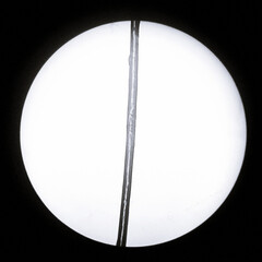 Human hair seen under an optical microscope