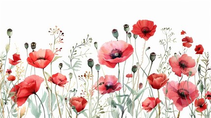 Watercolor painting of red poppies and wildflowers on a white background with hand drawn floral design and elements of nature
