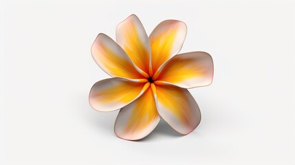 Naklejka premium frangipani flower isolated on white