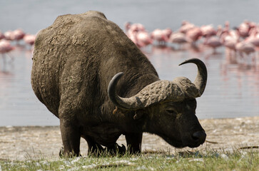Obraz premium buffle d'Afrique, Syncerus caffer, flamant nain, Phoenicopterus minor, Lesser Flamingo, parc national du lac Nakuru, vallée du Rift, Kenya