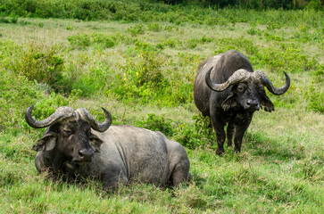 buffle d'Afrique, Syncerus caffer, Afrique de l'Est