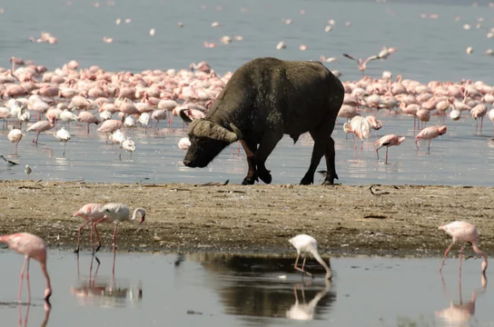 Lac Nakuru - Adobe Stock
