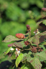Loganberries ripening in early summer sunshine, North Yorkshire England
