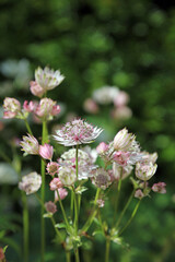 Macro image of a Greater Masterwort bloom, North Yorkshire England

