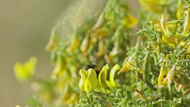 A bumblebee is flying through a field of yellow flowers