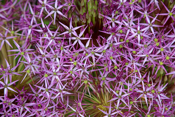 Macro image of Giant Onion petals, North Yorkshire England
