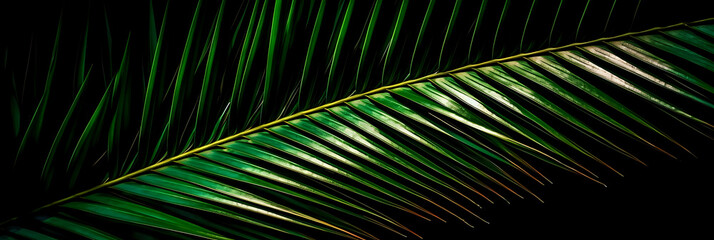 Vibrant Palm Leaf on Black Background. A dynamic close-up of a palm leaf with vivid green tones that pop against a stark black backdrop, perfect for nature themes and tropical designs.