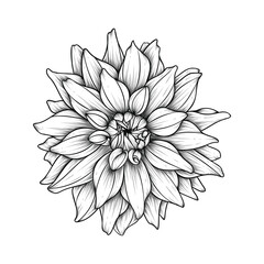 Hand drawn line art dahlia flower illustration isolated on white background