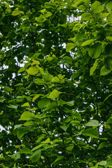 Hazel leaves, thick green foliage in summer