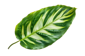 Calathea foliage, Exotic tropical leaf, Large green leaf, isolated on white background PNG