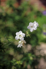 Fototapeta premium Macro image of white Meadow Cranesbill blooms, North Yorkshire England 