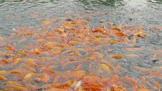 lots of yellow, white and black goldfish and tilapia gather to look for food in the pond