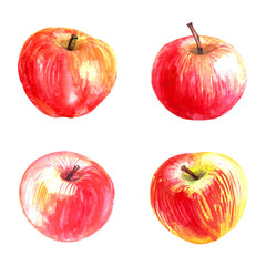 Hand drawn watercolor apples illustration. Garden fruit for food and drink background.