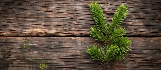 Naklejka premium Christmas fir tree on wooden background. Copy space image. Place for adding text or design