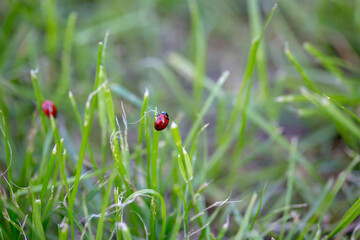 Preteen child, boy, exploring with magnifying glass, watching ladybugs