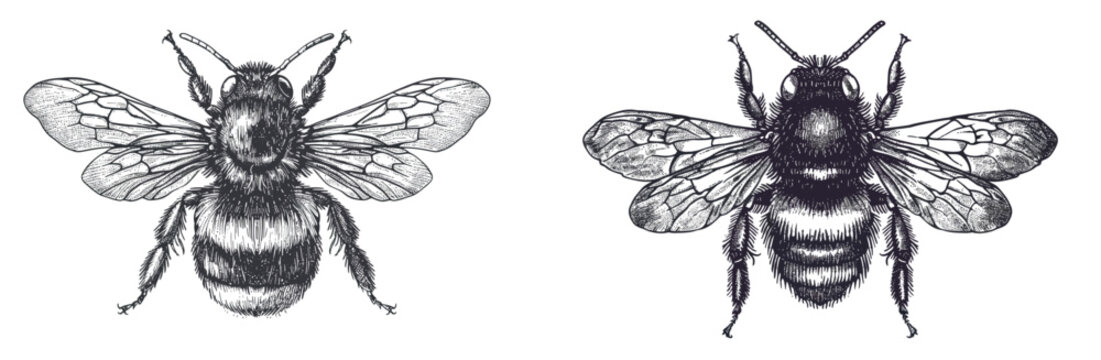 Drawn graphic illustration of an isolated bumblebee and engrave it.