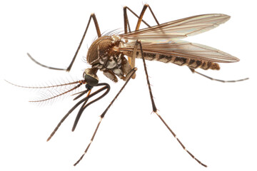 Close-up image of a mosquito showing detailed features including wings, legs, and antennae on a white background.