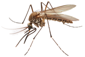 Close-up image of a mosquito showing detailed features including wings, legs, and antennae on a white background.