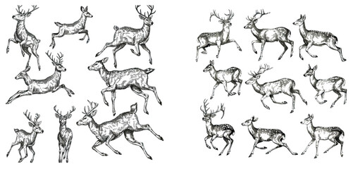 Vintage engrave illustration of a roe deer background. Wild deer ink sketch.