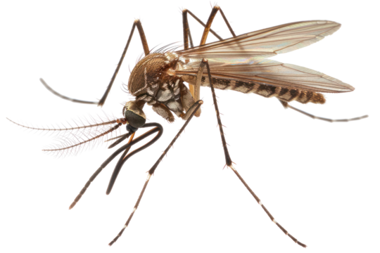Close-up image of a mosquito showing detailed features including wings, legs, and antennae on a white background.