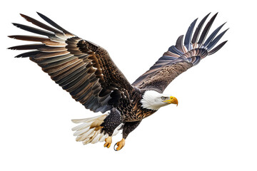 Fototapeta premium Bald Eagle in Flight.isolated on transparent background png