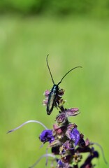 Metallfarbener Distelbock (Agapanthia violacea) im Nationalpark Lobau Donauauen