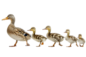 A mother duck leading her ducklings in a row, showcasing family and togetherness in nature.
