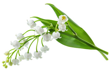 Lily of the Valley Bouquet isolated on transparent background png