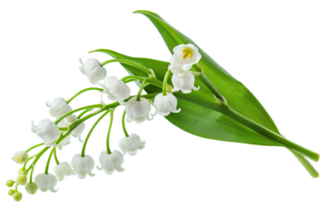 Lily of the Valley Bouquet isolated on transparent background png